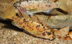Labeotropheus fuelleborni 'Chimwalani Reef'